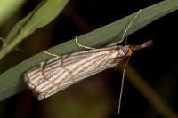 Chrysocramboides craterellus