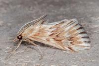 Cynaeda dentalis