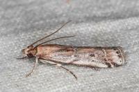 Pempeliella ardosiella venturiella