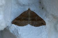Scotopteryx chenopodiata