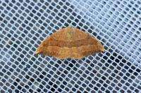 Watsonalla cultraria