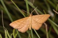 Idaea ochrata
