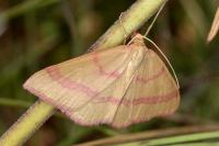 Rhodostrophia calabra