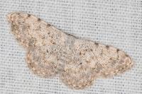 Scopula submutata roseonitens