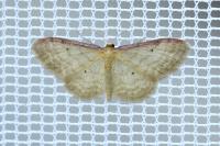 Idaea humiliata