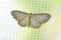 Idaea humiliata