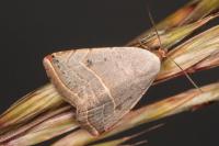 Eublemma polygramma
