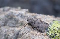 Agrotis cinerea