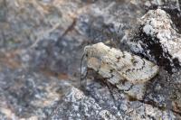 Agrotis simplonia