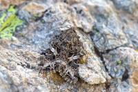 Anarta odontites