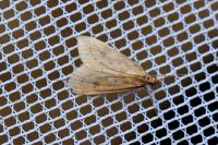 Udea ferrugalis