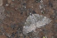 Colostygia aqueata aqueata
