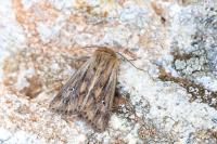 Mythimna anderreggii