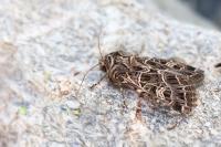 Sideridis reticulata