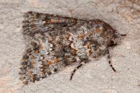 Hecatera dysodea