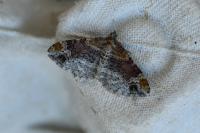 Xanthorhoe spadicearia/ferrugata
