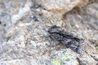 Acronicta auricoma