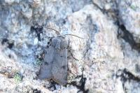 Agrotis cinerea