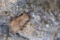Agrotis cinerea