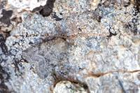 Epipsilia latens