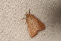 Hypsopygia incarnatalis
