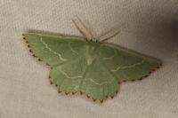 Thalera fimbrialis