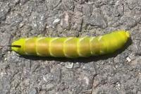 Sphinx ligustri