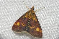 Pyrausta aurata