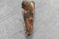 Acrobasis marmorea