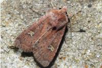 Xestia xanthographa