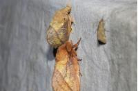 Euthrix potatoria