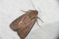Hoplodrina