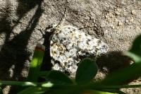 Orenaia alpestralis canigouensis