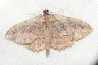 Philereme transversata