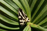 Arctia plantaginis