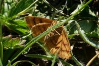 Idaea luteolaria