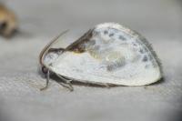Cilix glaucata