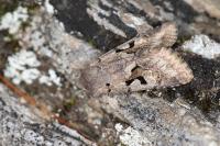 Orthosia gothica