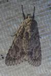 Acronicta aceris