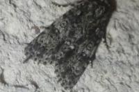 Acronicta rumicis