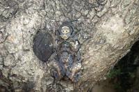 Acherontia atropos