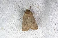 Hoplodrina octogenaria/blanda
