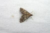 Metasia cuencalis bourgognei