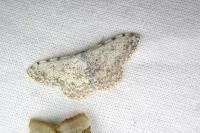 Scopula submutata roseonitens