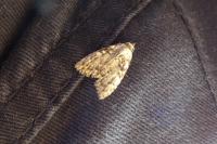 Meganola strigula
