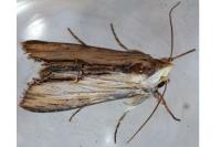 Cucullia