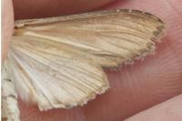 Cucullia