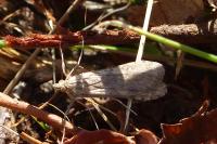 Nomophila noctuella
