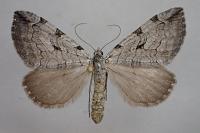 Aplocera corsalta