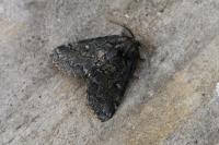 Gluphisia crenata